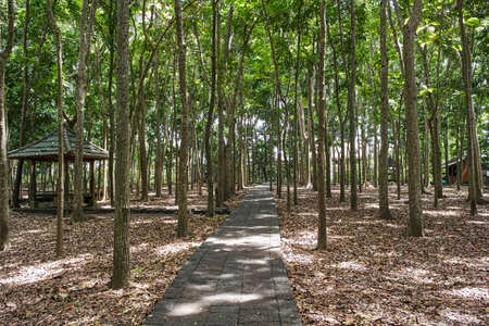 Trail in Ubud Monkey Forest, Bali island, Indonesia