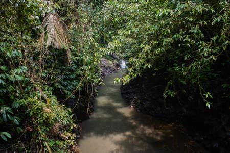 River in the jungle forestの写真素材