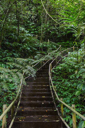 Pathway through the jungle forestの写真素材