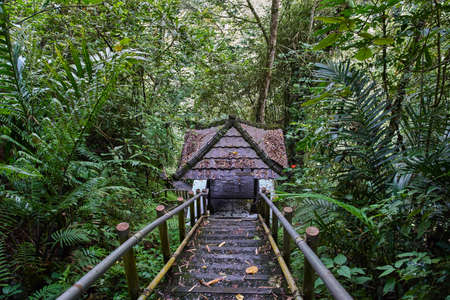 Descent to the arbor in the jungle forestの写真素材