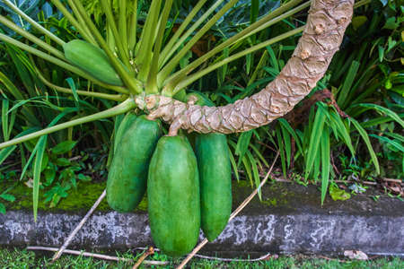 Papaya fruit tree