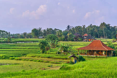 Beautiful rice terraces at sunset in Ubud, Bali island, Indonesiaの写真素材