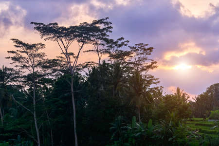 Beautiful rice terraces at sunset in Ubud, Bali island, Indonesiaの写真素材