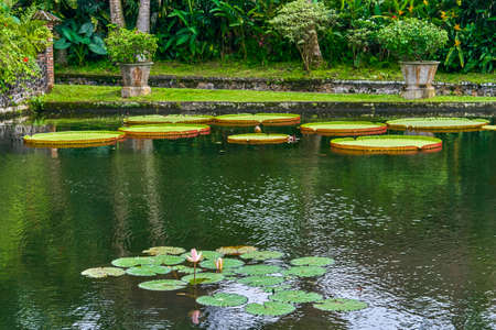 Victoria Amazonica Giant Water Liliesの写真素材