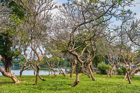 Beautiful view from Lumpini park, Bangkok, Thailandの写真素材