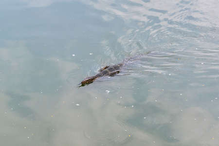 Huge monitor lizard is swimming in lakeの写真素材
