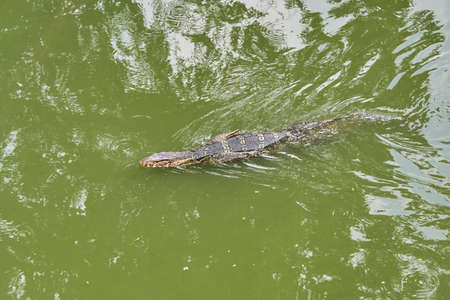 Huge monitor lizard is swimming in lakeの写真素材