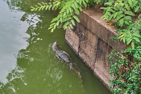 Huge monitor lizard is swimming in lakeの写真素材