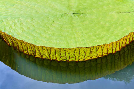 Victoria Amazonica Giant Water Lilies closeup reflectionの写真素材