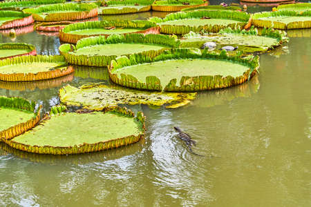 Huge monitor lizard is hunting near Victoria Amazonica Giant Water Liliesの写真素材
