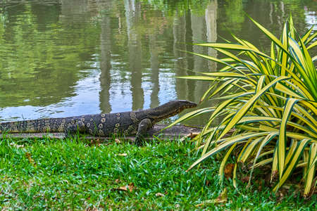 Huge monitor lizardの写真素材