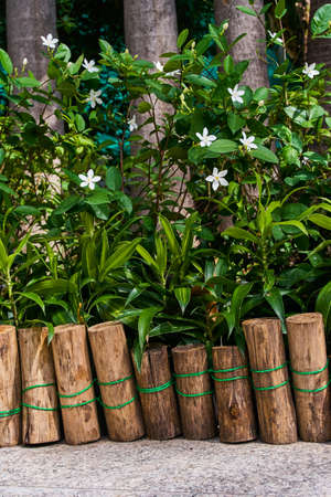 Beautiful garden with white flowers with small trunk fenceの写真素材