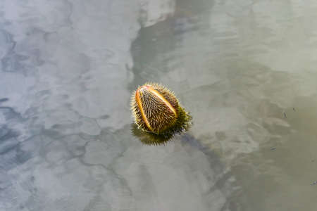 Victoria Amazonica Giant Flower Water Liliesの写真素材