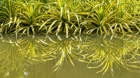 Beautiful plant water reflection backgroundの写真素材