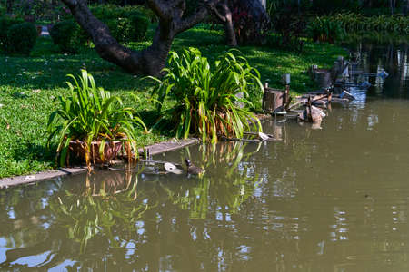 Suan Saranrom Park in Bangkok, Thailandの写真素材