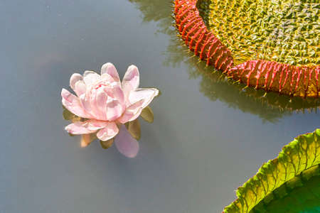 Victoria Amazonica Giant Water Lilies closeupの写真素材