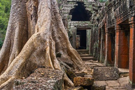 Banteay Kdei temple with silk cotton tree roots in Angkor, Siem Reap, Cambodia.