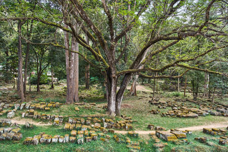 In the Jungle not far from Siem Reap, Cambodiaの写真素材