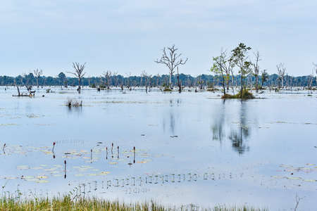 Artificial lake with bare trees around Neak Pean at Angkor in Cambodiaの写真素材
