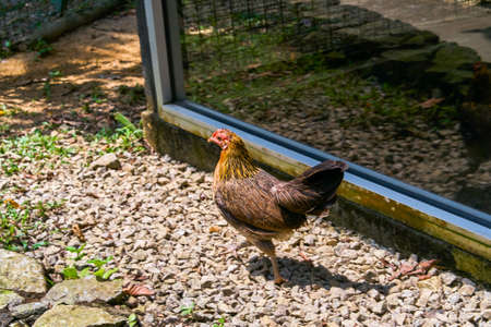 The chicken is walking along the botanical garden