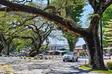 Old tree with long branches along Taiping Lake Gardens or Taman Tasik, Malaysiaの写真素材
