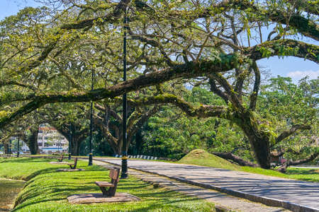 Old tree with long branches along Taiping Lake Gardens or Taman Tasik, Malaysia