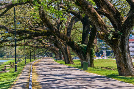 Old tree with long branches along Taiping Lake Gardens or Taman Tasik, Malaysiaの写真素材