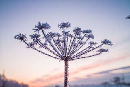 Frozen branchesの写真素材