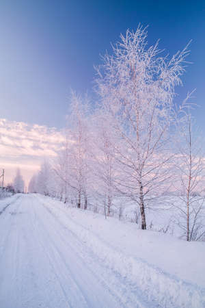 Frozen snowy birch alleyの写真素材