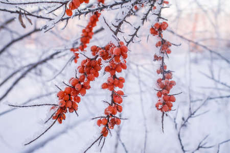 Frozen ashberry branch