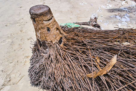 Palm trunk on the beachの写真素材