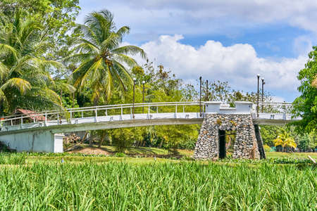 Scenic view of rice paddy fields with palm trees on a rice farm in Langkawi, Kedah, Malaysia.