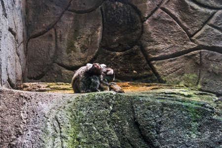 Marmoset monkeys in a zoo