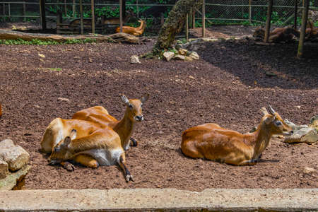 Kafue Lechwe deerの写真素材