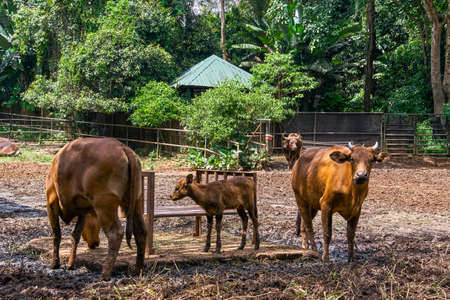 Banteng horn cowの写真素材
