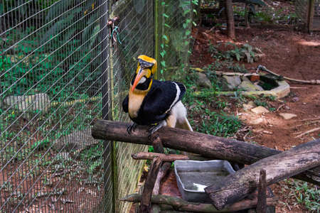 Malayan Great Hornbill bird in a cage