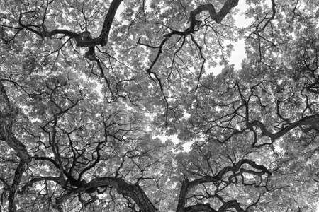 Old Tropical tree background