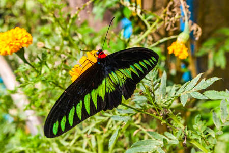 Rajah Brooke's birdwing butterfly in Malaysia tropical forest