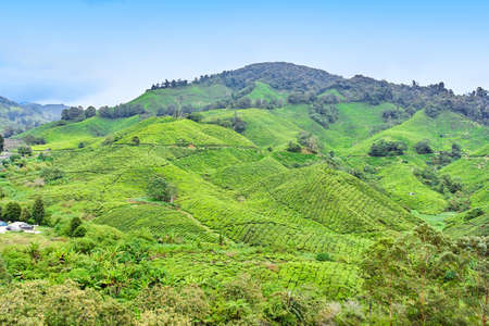 Beautiful Highlands Tea  Plantation landscape view