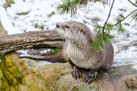small otter is waiting on the snow in winter inside the prague zoo.の写真素材