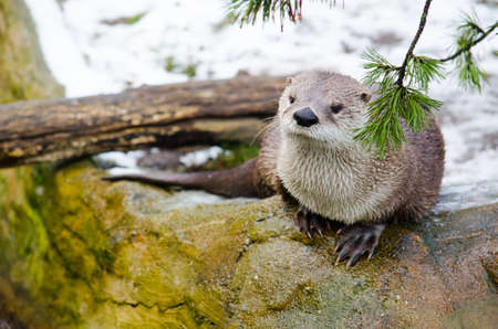 small otter is waiting on the snow in winter inside the prague zoo.の写真素材