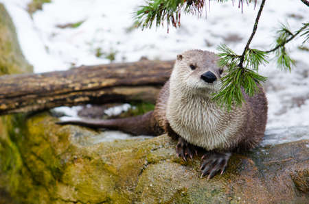 small otter is waiting on the snow in winter inside the prague zoo.の写真素材