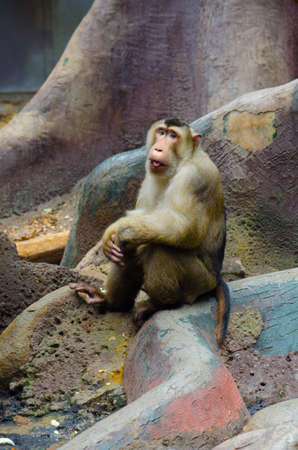 Rhesus macaque is sitting on a tree in the prague zoo.の写真素材