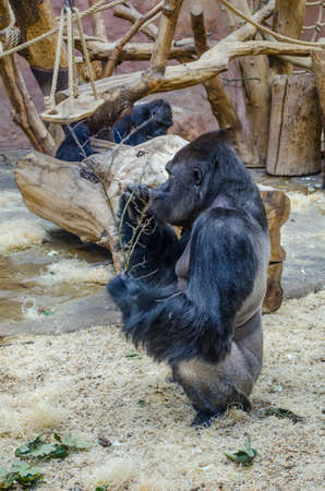 old male gorilla is eating inside of the prague zoo