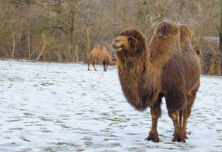 hairy camel is walking on snow in the prague zoo.の写真素材