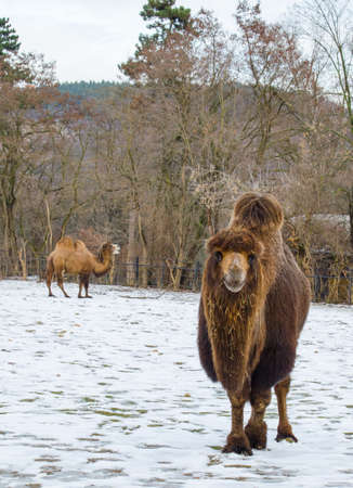 hairy camel is walking on snow in the prague zoo.の写真素材