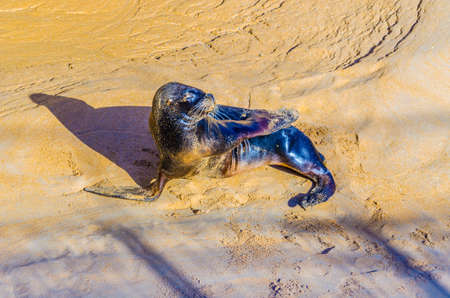 View of a seal in an open-air enclosure on the Seaside promenade in Santander, Spain
の写真素材