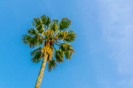 Ibleo gardens in Ragusa, Sicily, Italyの写真素材