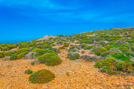Nature on Comino island, Malta