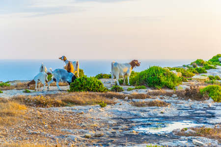 Sunset view over Ta Cenc cliffs on Gozo, Maltaの写真素材